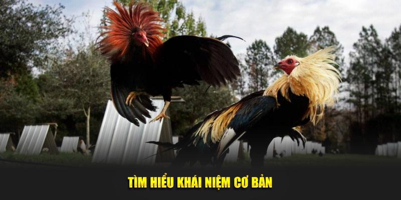 Tìm hiểu khái niệm cơ bản