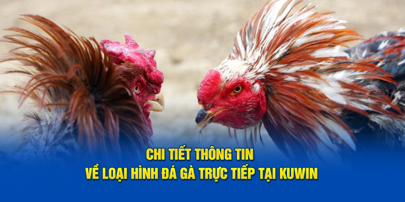 Chi tiết thông tin về loại hình đá gà trực tiếp tại Kuwin