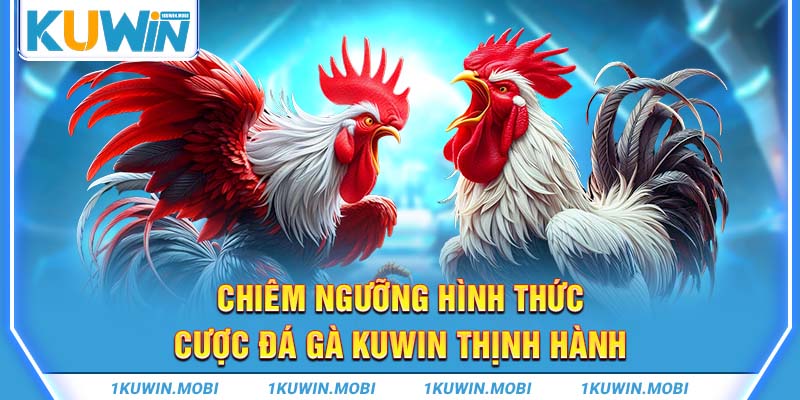 Chiêm ngưỡng hình thức cược đá gà KUWIN thịnh hành