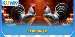 Đá gà cựa sắt