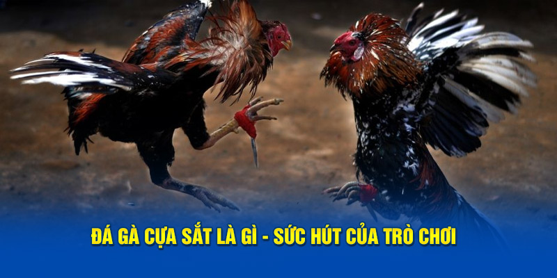 Đá gà cựa sắt là gì - Sức hút của trò chơi 