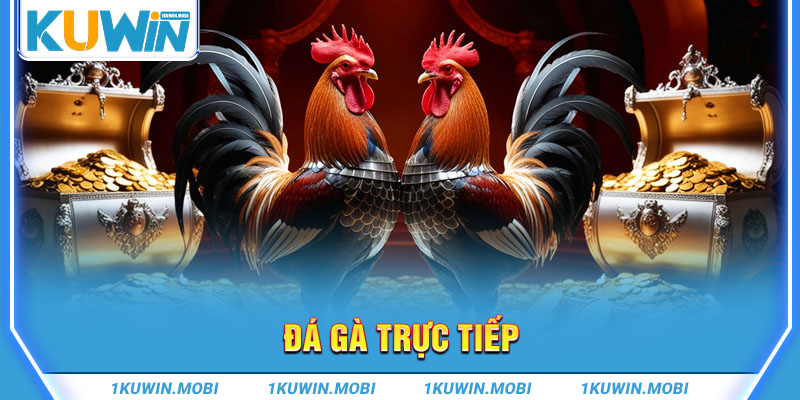 Đá gà trực tiếp