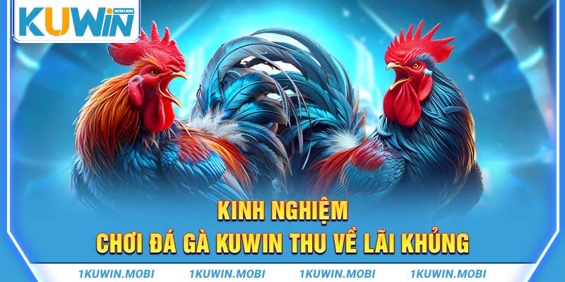 Kinh nghiệm chơi đá gà KUWIN thu về lãi khủng