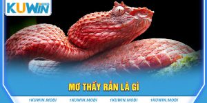 Mơ thấy rắn là gì