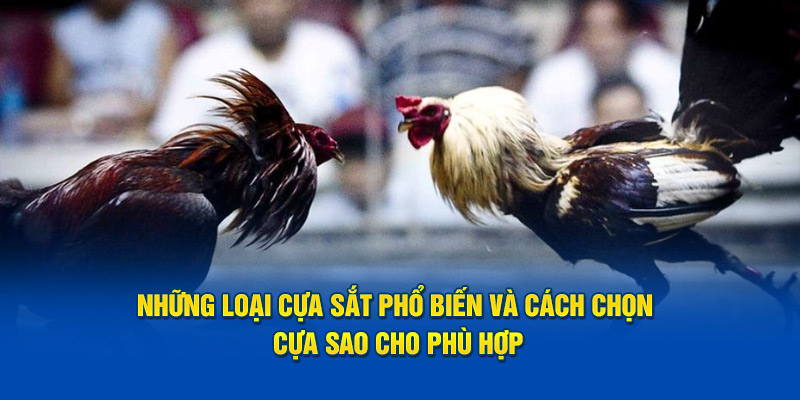 Những loại cựa sắt phổ biến và cách chọn cựa sao cho phù hợp