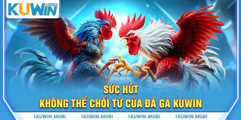 Sức hút không thể chối từ của đá gà KUWIN