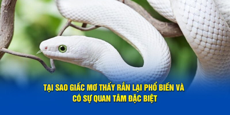 Tại sao giấc mơ thấy rắn lại phổ biến và có sự quan tâm đặc biệt