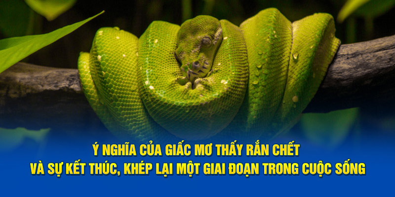 Ý nghĩa của giấc mơ thấy rắn chết và sự kết thúc, khép lại giai đoạn trong cuộc sống